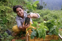 Coffee-Farm Sangachok