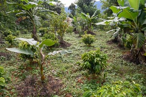 Erweiterung der Kaffee-Farm in der Sindhupalchok-Region