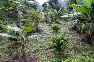 Kaffee-Projekt in Sindhupalchok